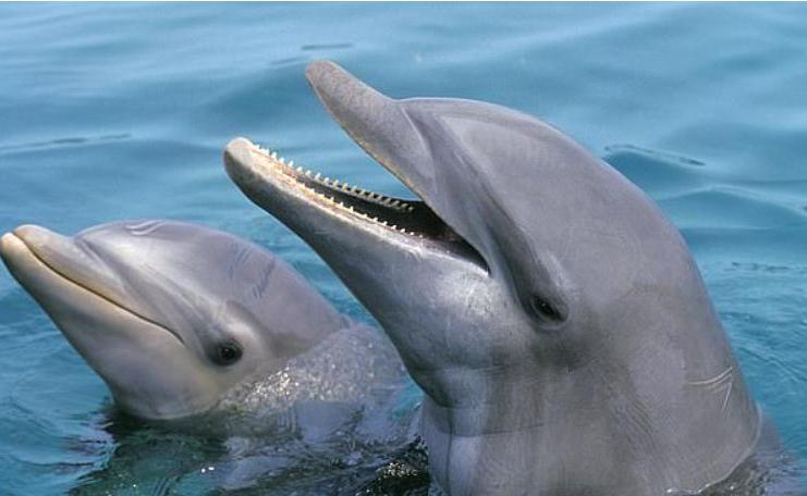 Умные, любопытные, социальные дельфины развили сходные черты личности с людьми, несмотря на то что развивались в совершенно разных средах, показывает исследование