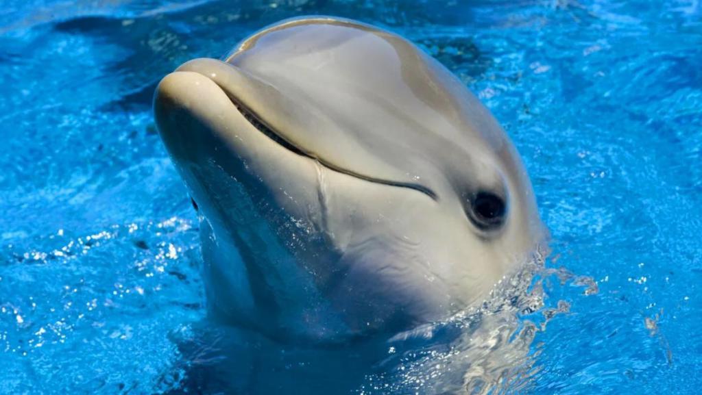 Умные, любопытные, социальные дельфины развили сходные черты личности с людьми, несмотря на то что развивались в совершенно разных средах, показывает исследование