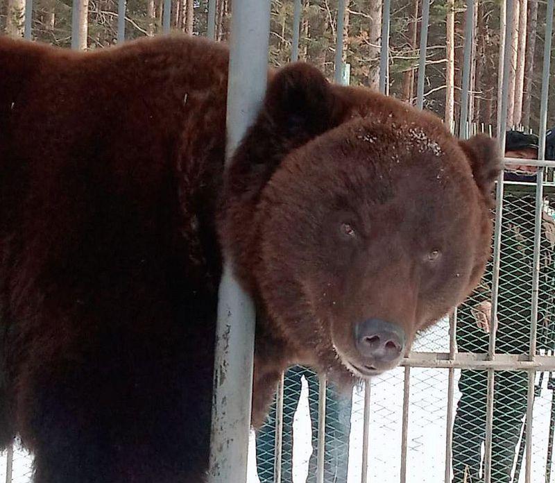 Весна близко: в этнографическом музее Улан-Удэ вышел из спячки первый медведь