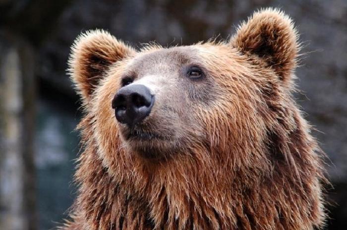 Весна близко: в этнографическом музее Улан-Удэ вышел из спячки первый медведь