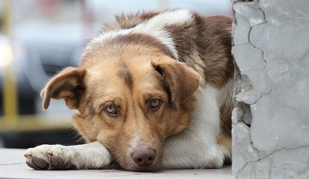 «Кризис благополучия собак»: во время пандемии многие люди забирали бездомных животных, и эксперты опасаются последствий