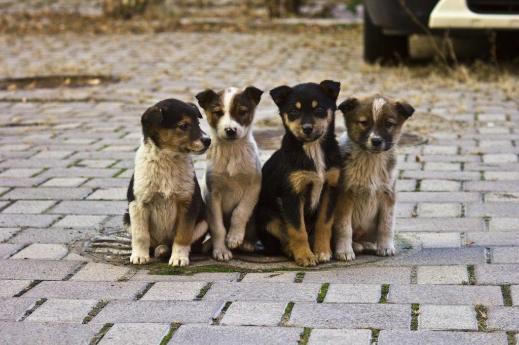 «Кризис благополучия собак»: во время пандемии многие люди забирали бездомных животных, и эксперты опасаются последствий