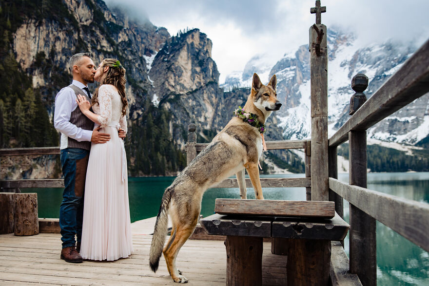 Десять очаровательных собак, которые попали в финал конкурса лучших свадебных фотографий мира