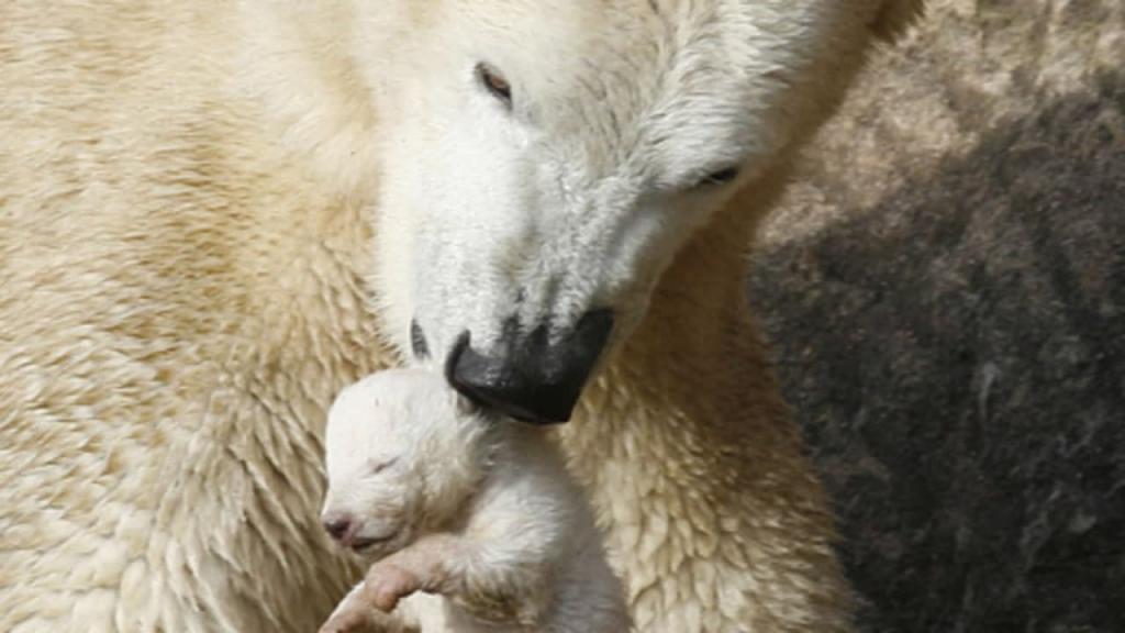 Мудрость природы: почему у огромного белого медведя рождаются крошечные медвежата