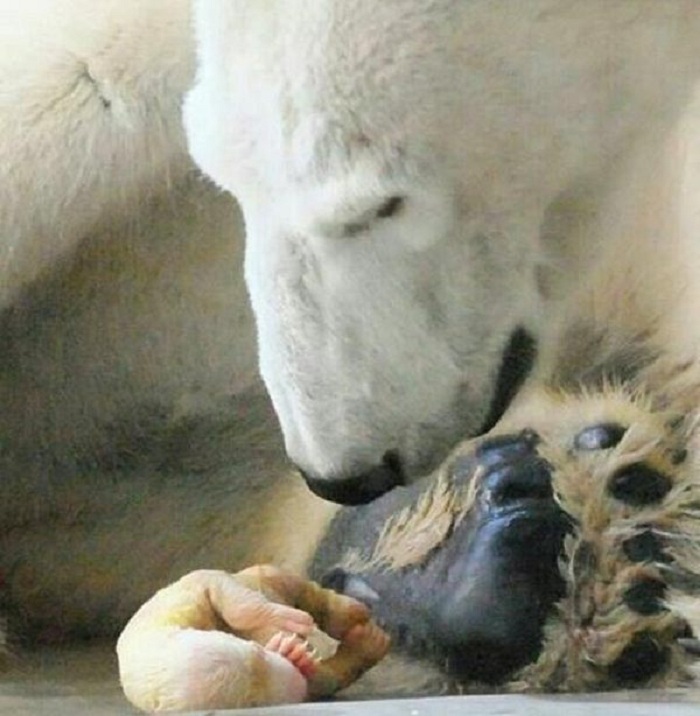 Мудрость природы: почему у огромного белого медведя рождаются крошечные медвежата