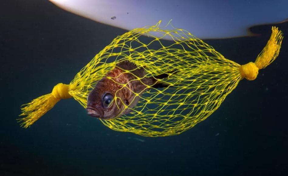 Акулы, затонувшие корабли и озеро, полное медуз: красивые фото победителей подводного конкурса
