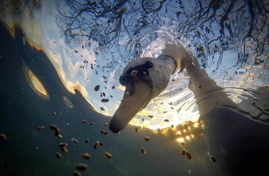 Акулы, затонувшие корабли и озеро, полное медуз: красивые фото победителей подводного конкурса