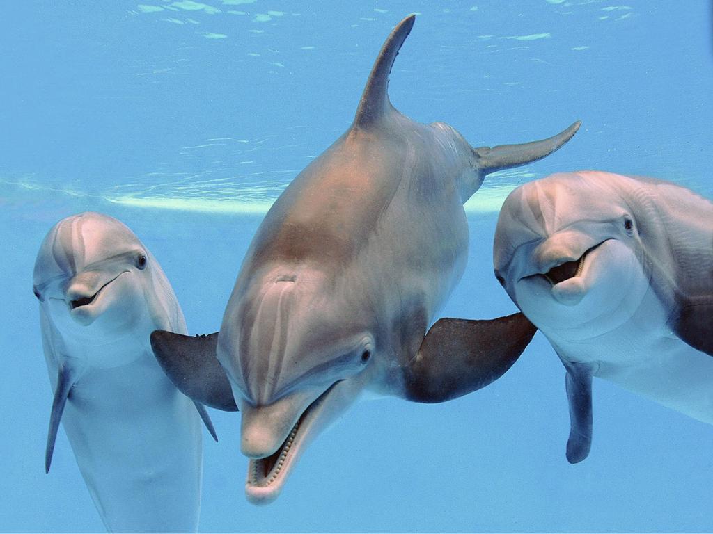 Исследование показало, что дельфины имеют схожие с людьми личностные качества