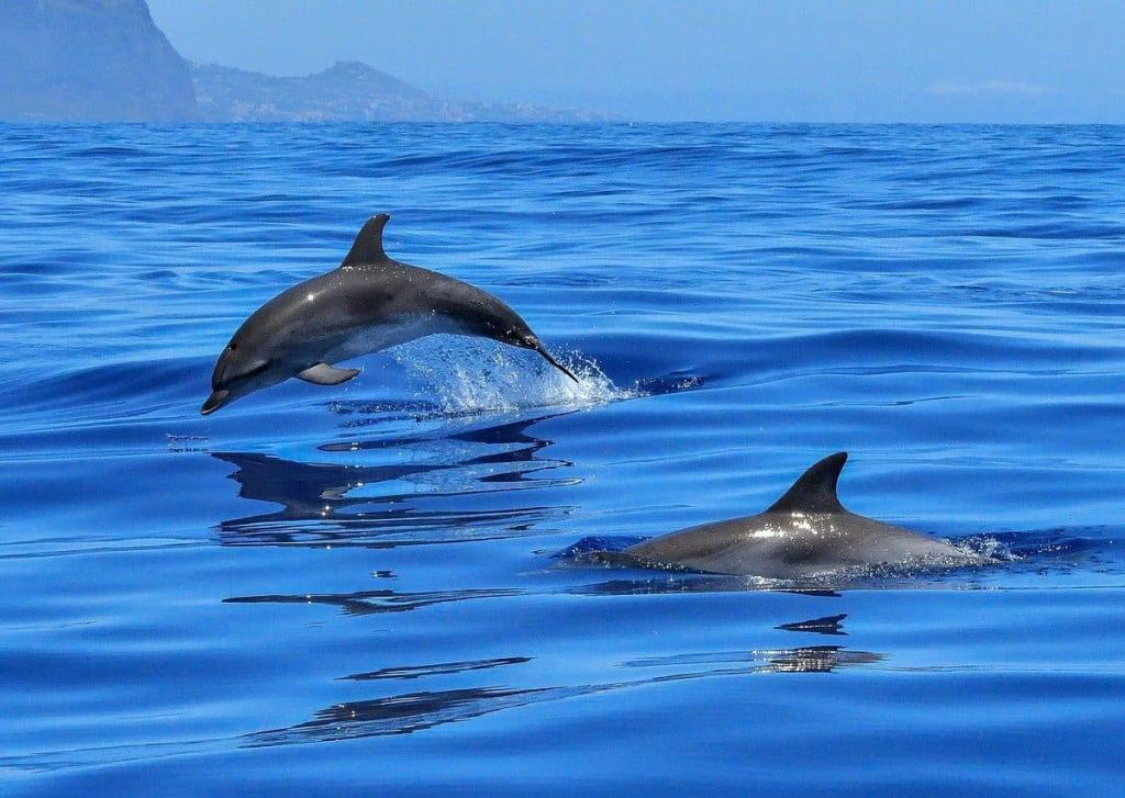 Исследование показало, что дельфины имеют схожие с людьми личностные качества