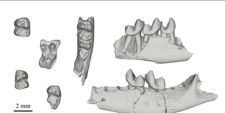 Останки примата, датируемые 66 миллионами лет, могут дать ключ к пониманию того, как развивались наши древние предки после исчезновения динозавров