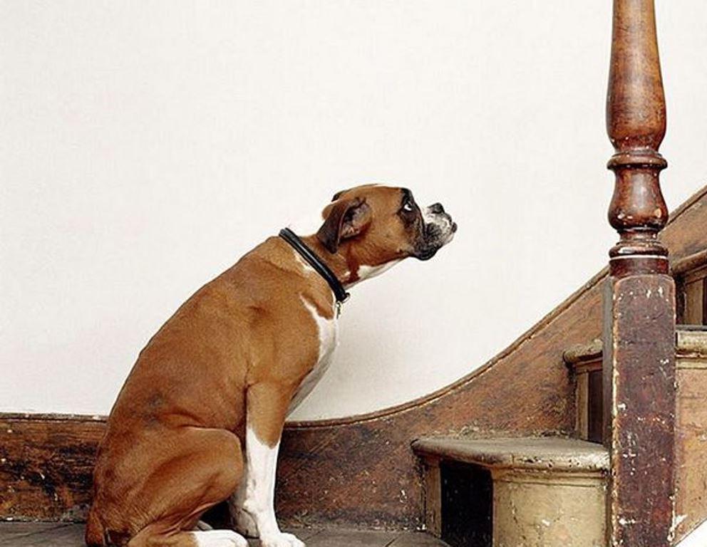Сердце бешено колотится: 5 вещей в доме, которых очень боятся собаки