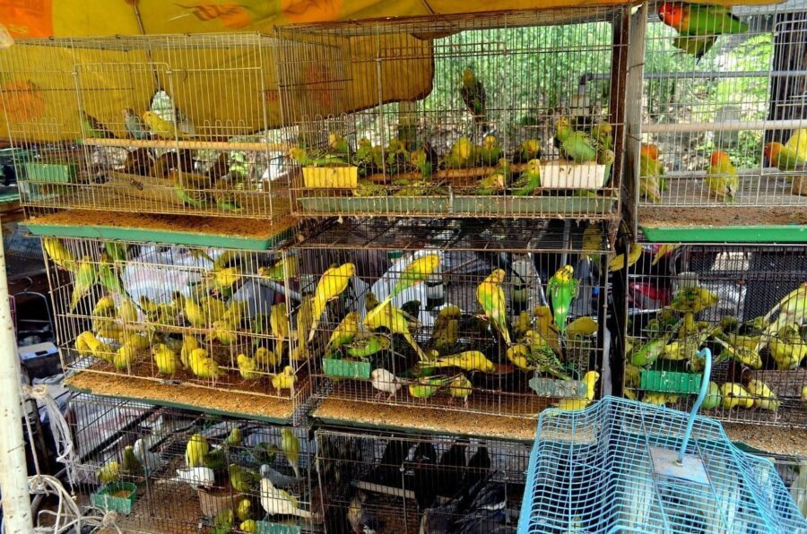 "Безобразные условия": в России могут запретить продажу животных в зоомагазинах