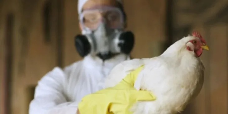 ВОЗ сочла низким риск передачи птичьего гриппа в России