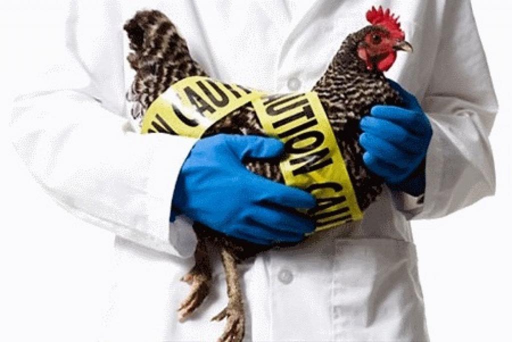 ВОЗ сочла низким риск передачи птичьего гриппа в России