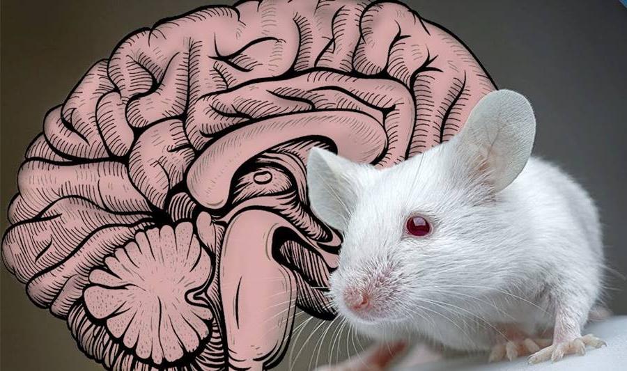 Ученые доказали аналогичность мышления у мышей и любителей «лайков»
