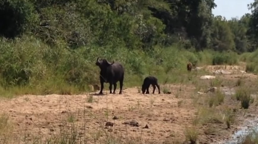 На видео попало, как буйволица спасает своего детеныша от леопарда и льва