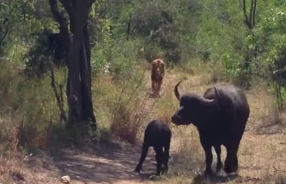На видео попало, как буйволица спасает своего детеныша от леопарда и льва