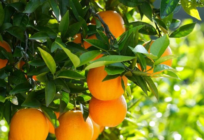 Чашелистик должен быть зеленого цвета: как выбрать и правильно хранить апельсины