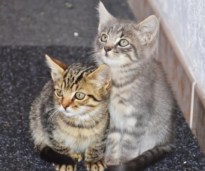 Заботливые хозяева кошек перед уходом из дома заводят будильник: простой лайфхак