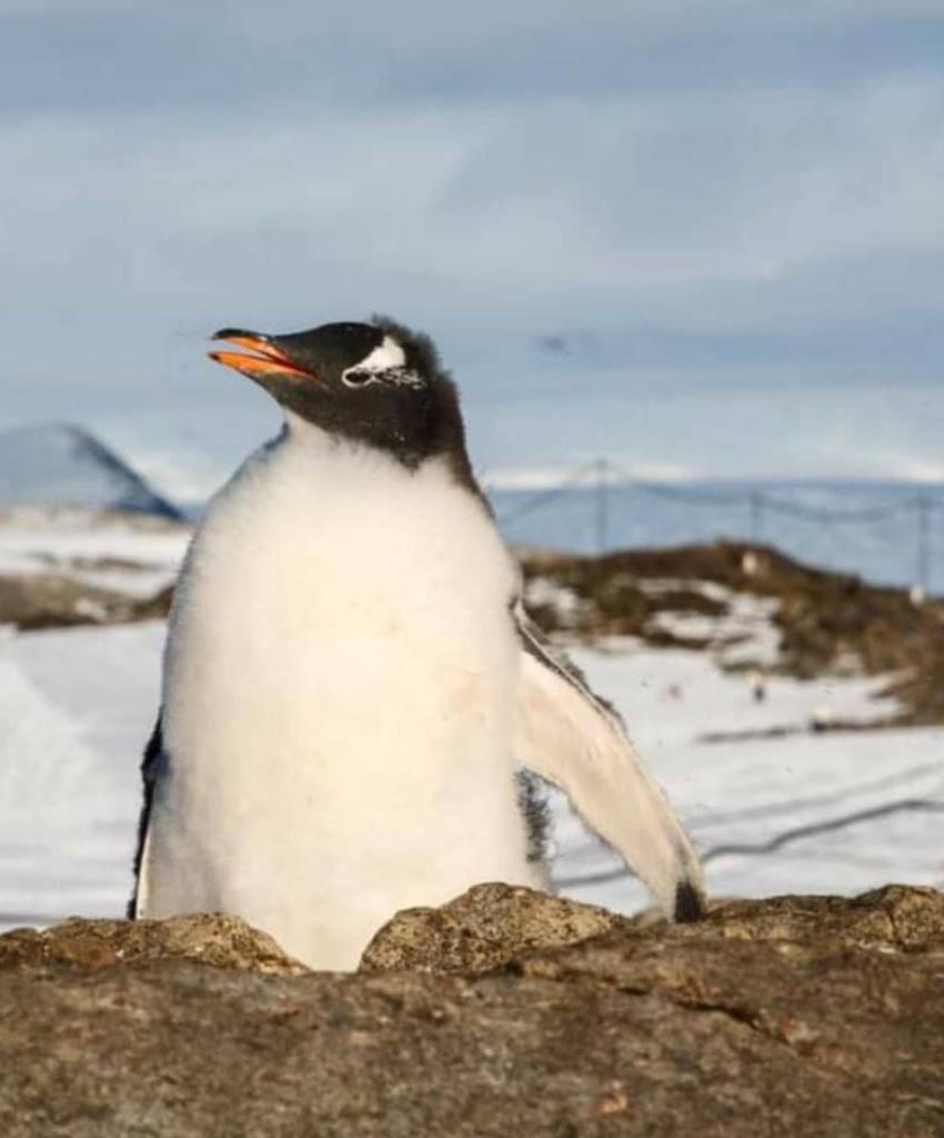 Белое, но не снег. Пингвины в заповеднике начали терять перья (но это даже хорошо)