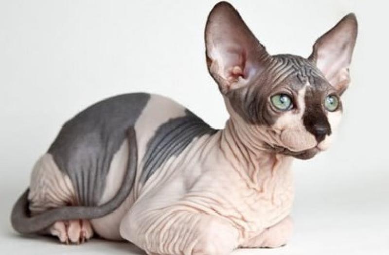 Любители домашних питомцев восхищаются ими: самые причудливые породы кошек со всего мира