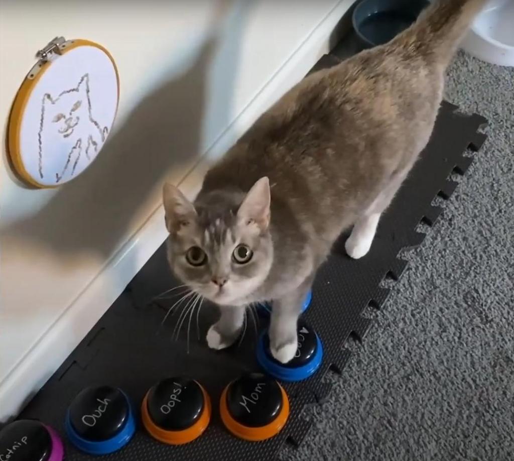 На улицу, кушать, люблю тебя: умная кошка Билли научилась пользоваться системой кнопок, чтобы общаться с хозяйкой (видео)