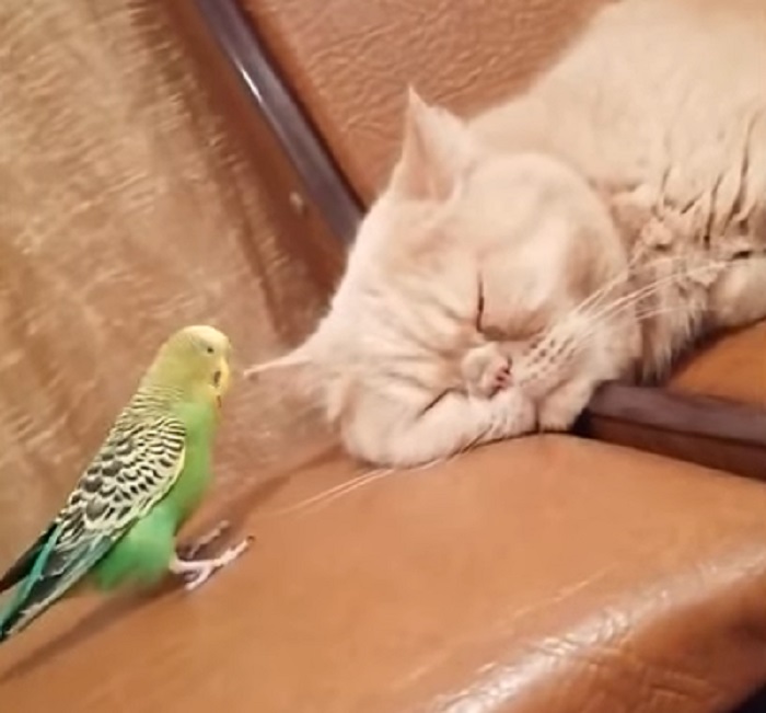 «Как мило!»: болтливый попугайчик попытался разбудить спящую кошку (видео)