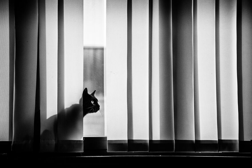 Фотограф Сабрина Бем создала фотопроект. Главные герои - коты на окнах