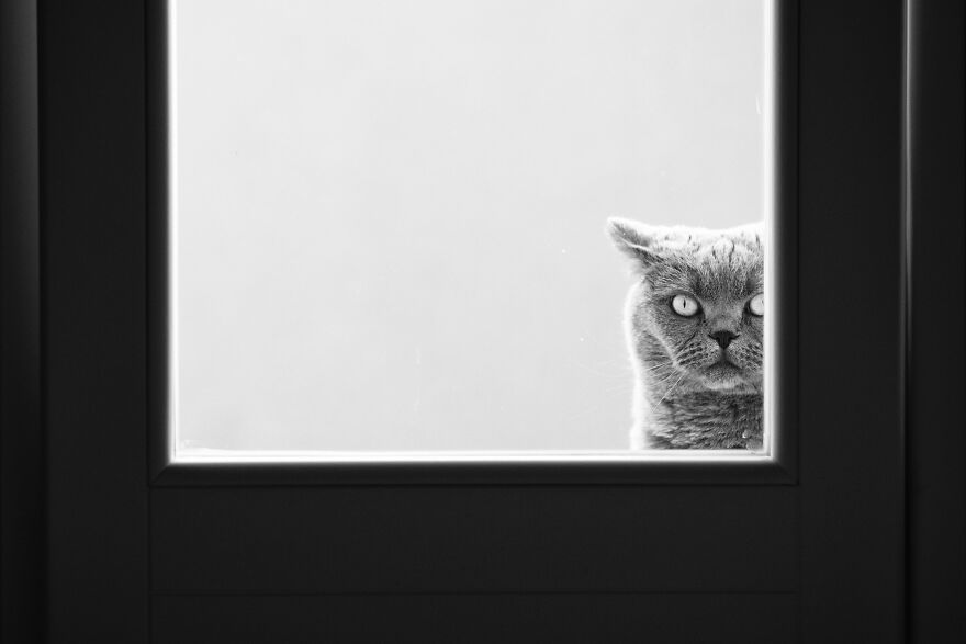 Фотограф Сабрина Бем создала фотопроект. Главные герои - коты на окнах