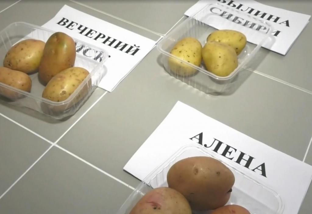 Крымские оливки и сибирская картошка: какие продукты разработали российские ученые в рамках специального проекта