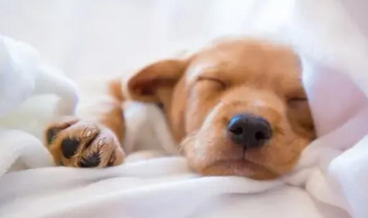 Собак внезапно будить не надо: о сне и снах наших четвероногих любимцев