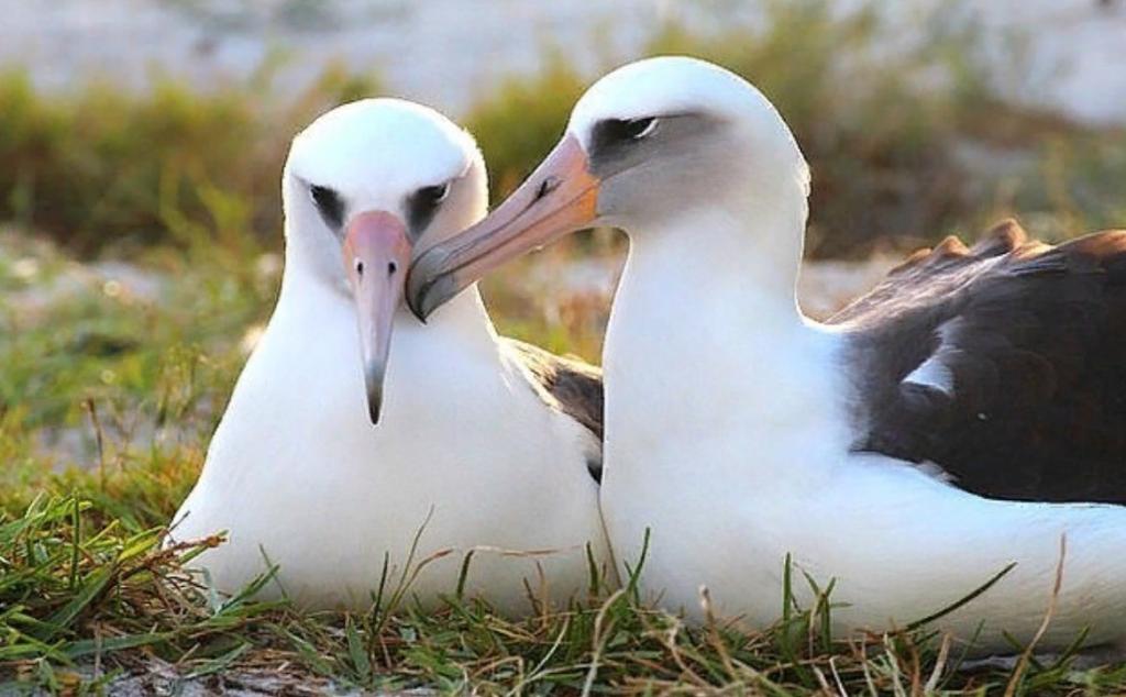 70-летняя самка альбатроса высидела своего сорокового птенца