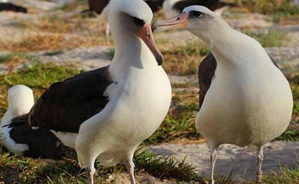 70-летняя самка альбатроса высидела своего сорокового птенца