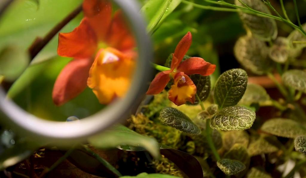 В качестве подарка женщинам российские ученые вывели новый сорт орхидеи. Название цветку будем выбирать всей страной