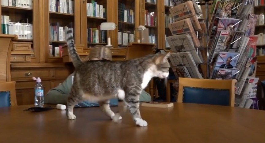 Из документов у них только лапы и усы: в Петербурге проходит перепись котов, которые живут в театрах, музеях и библиотеках