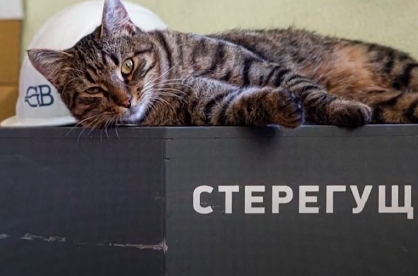 Из документов у них только лапы и усы: в Петербурге проходит перепись котов, которые живут в театрах, музеях и библиотеках