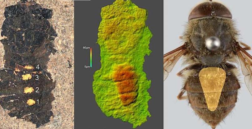 В Германии найден древний, ранее неизвестный вид мухи возрастом 47 млн лет