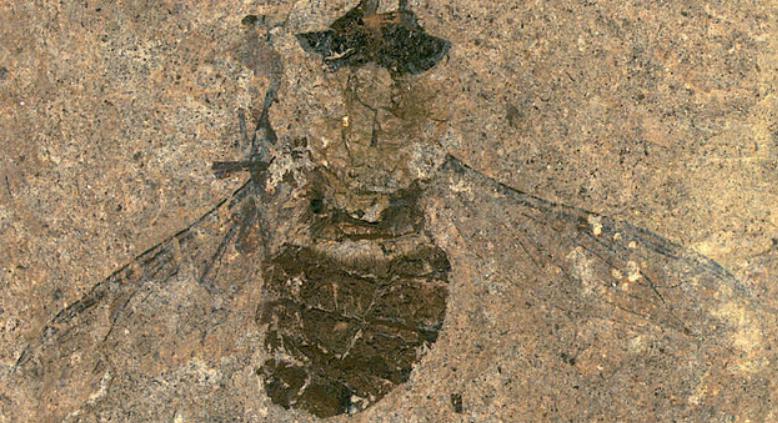 В Германии найден древний, ранее неизвестный вид мухи возрастом 47 млн лет