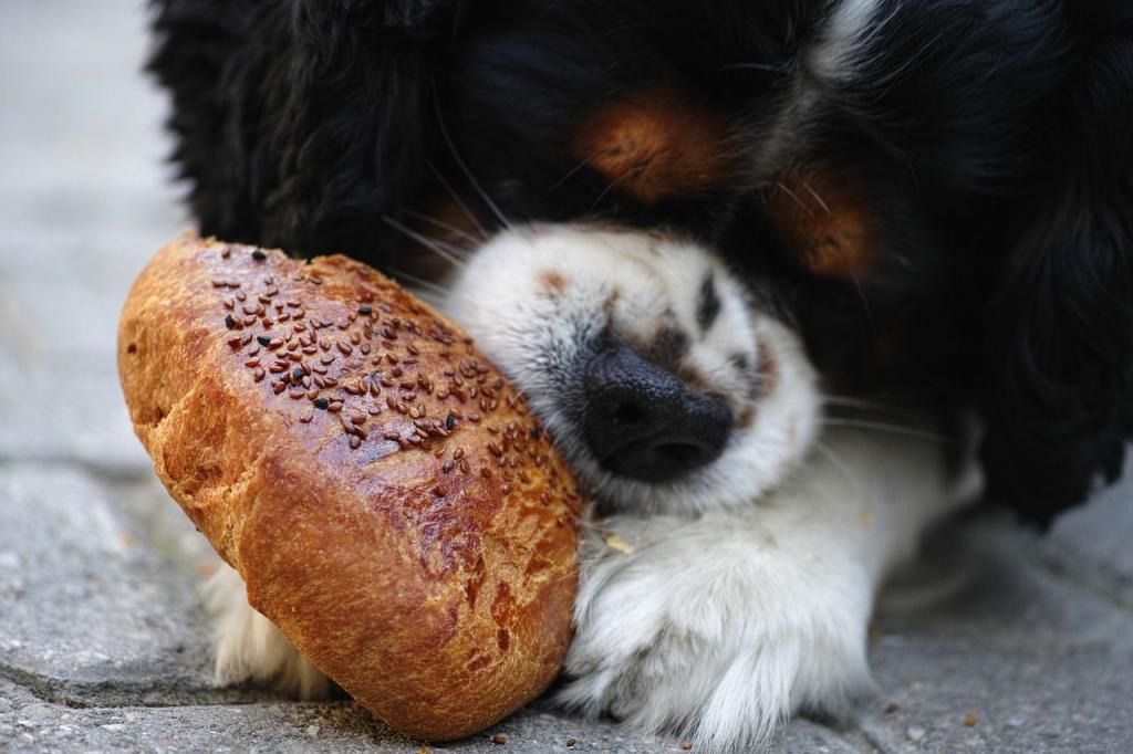 Безопасно ли давать собакам хлеб? Не все так однозначно и зависит от сорта