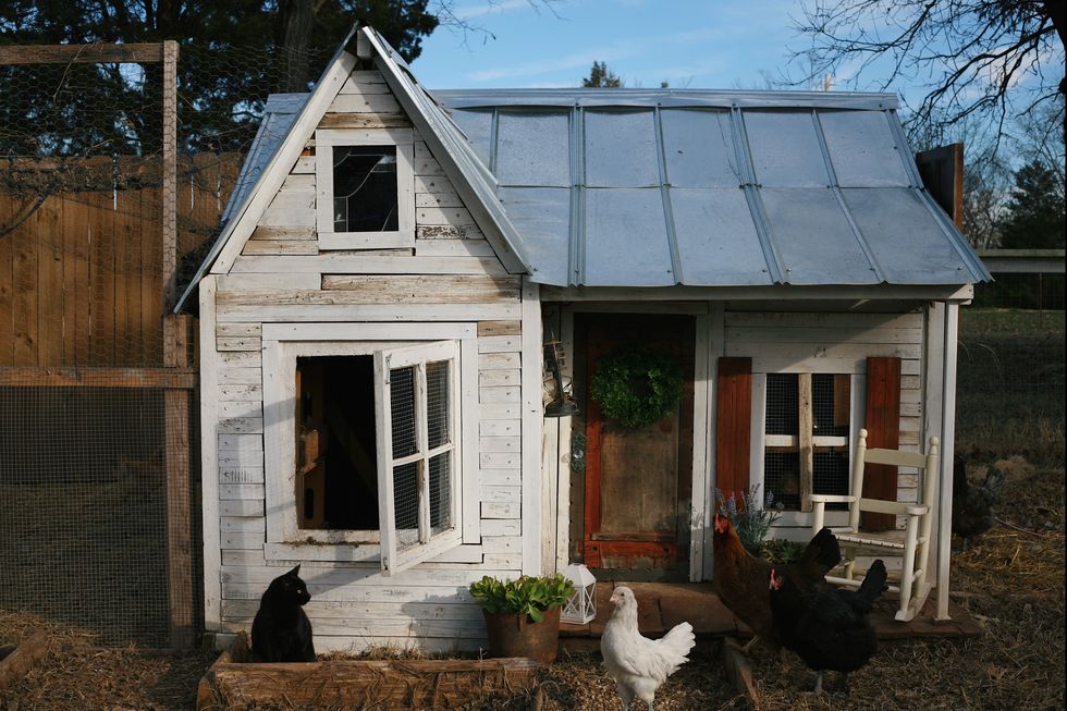 Роскошные домики для счастливых курочек: фото самых красивых курятников и птичников