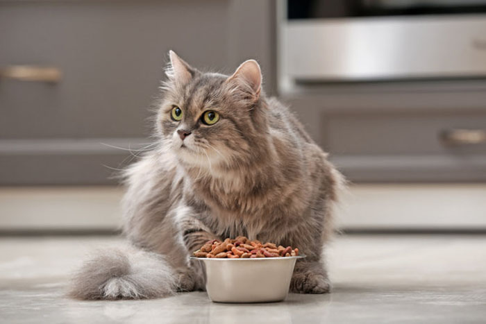 Одним нравится есть в одиночестве, а другие очень жадны до еды: странные кошачьи «ритуалы» принятия пищи