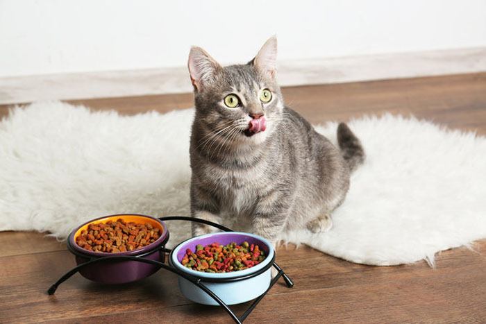 Одним нравится есть в одиночестве, а другие очень жадны до еды: странные кошачьи «ритуалы» принятия пищи