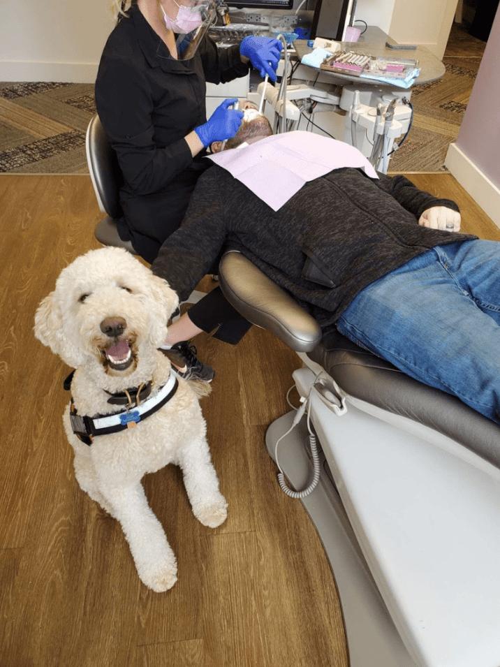 Стоматология взяла на работу "собаку-дантиста". Пес никого не лечит, но теперь пациентам не страшно