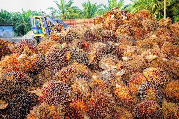 «Не так страшен черт, как его малюют»: развенчиваем мифы о вреде пальмового масла
