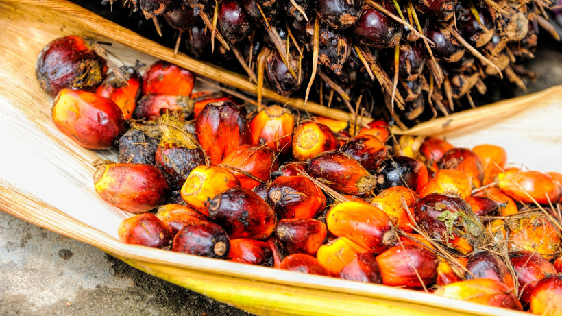 «Не так страшен черт, как его малюют»: развенчиваем мифы о вреде пальмового масла