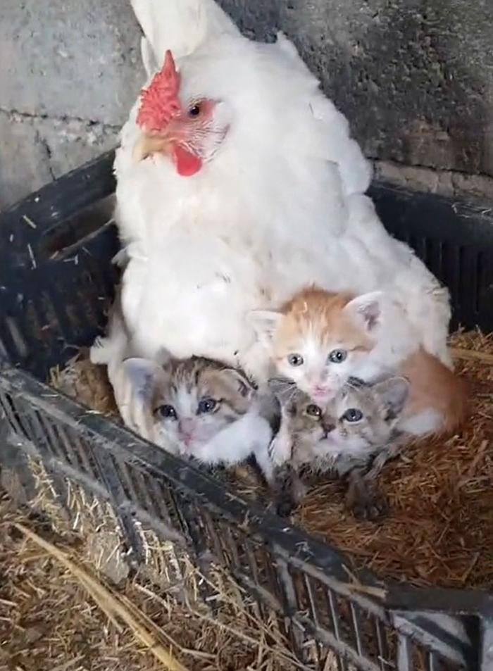 Курица "приютила" трех котят, бережно окутав их крыльями: фото стали вирусными