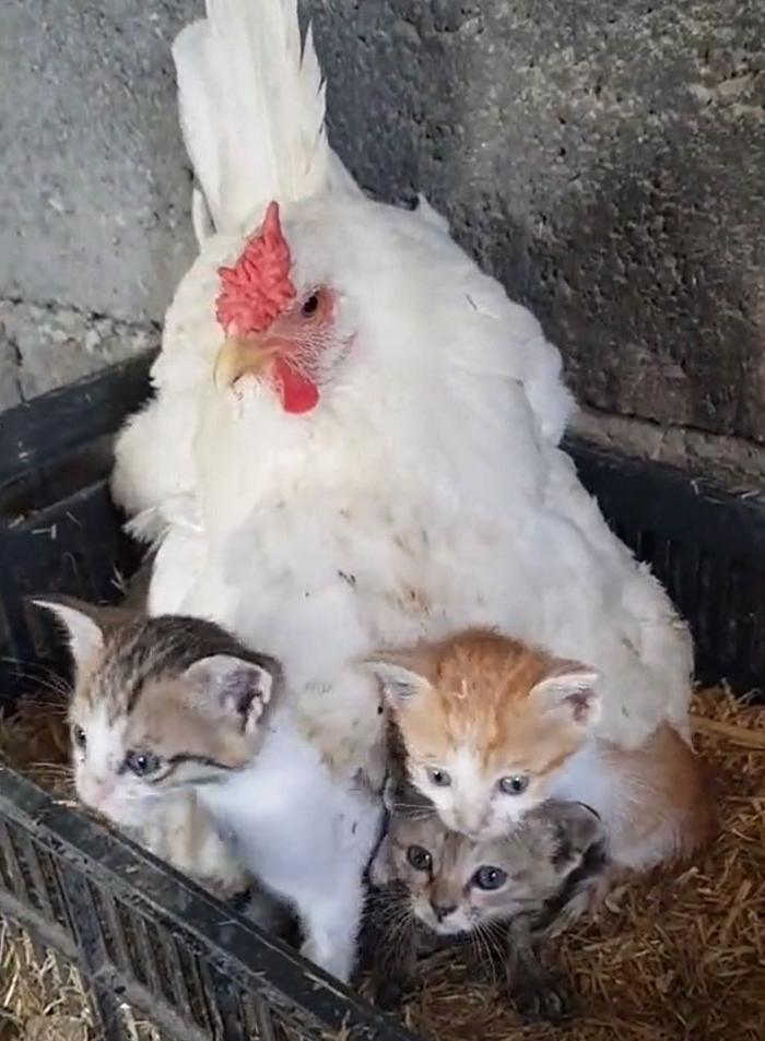 Курица "приютила" трех котят, бережно окутав их крыльями: фото стали вирусными