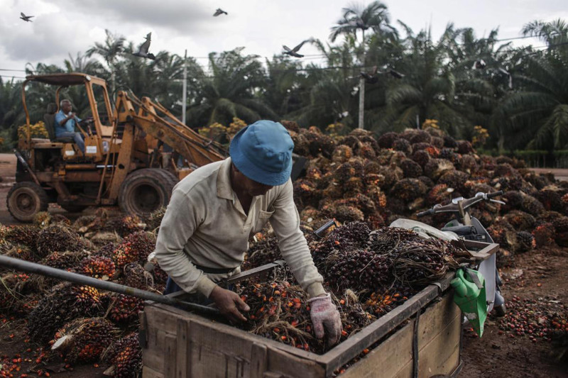 Группа ученых нашла способ увеличить производство пальмового масла без вреда для тропических лесов