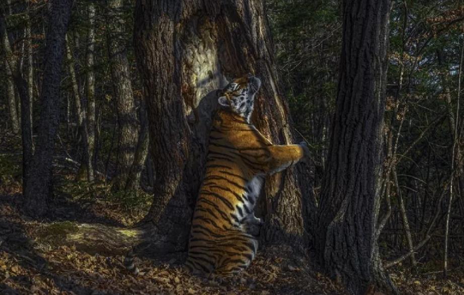 Объятия тигра, самый яркий примат, камуфляж бегемота: красивые фотографии дикой природы со всего мира