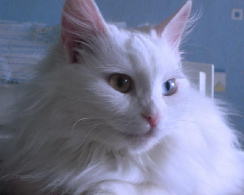 Жительница столицы подала патент на регистрацию мема "про Наташу и ее котов"